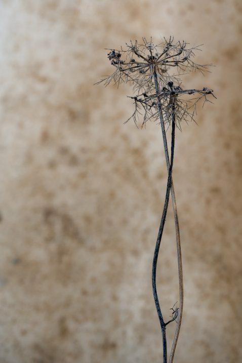 Elegant Drought