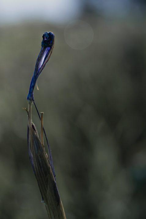 Flora or Fauna?